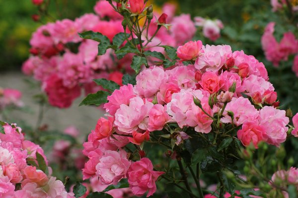 Comment créer un jardin vertical pour votre maison ?