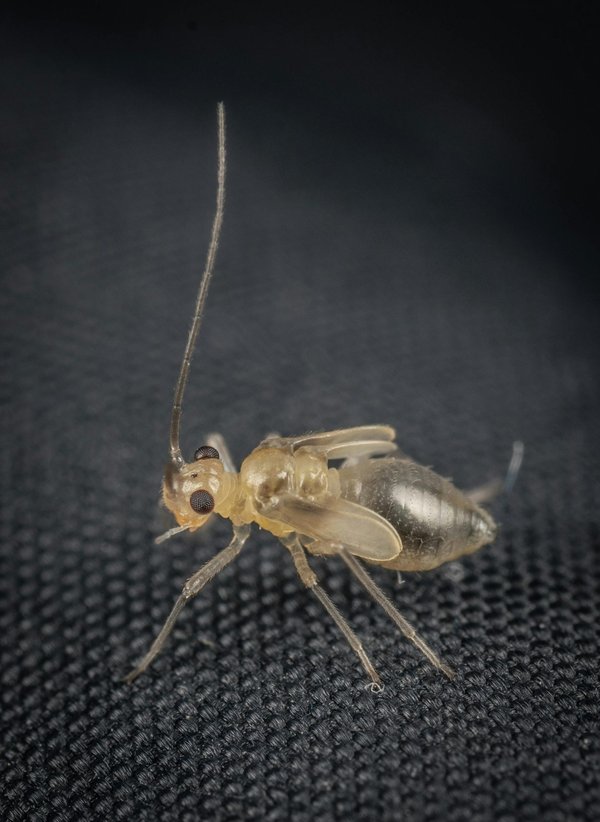 Désinsectisation des psoques : solutions efficaces révélées